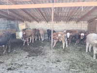 Toro, Simmental cattle — foto 7