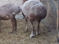 كبش, Rhon sheep — الصورة 1