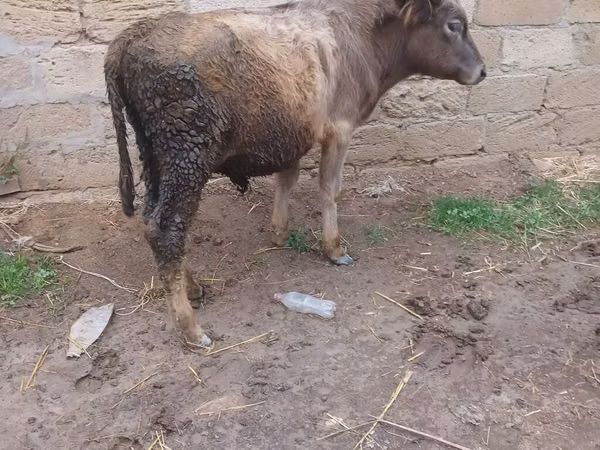 公牛, Cattle
