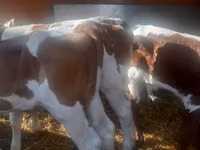 Bull, Simmental cattle — photo 2