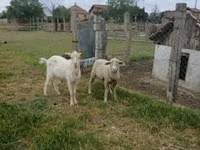 Хуц, Merino sheep — 1 зураг
