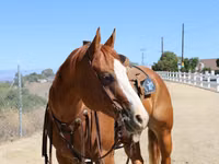 घोड़ी, Quarter Horse — फ़ोटो 4