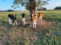 Bull, Cattle — photo 4