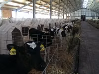Bovinos (lote, sexo no especificado), Raza Holstein — foto 1
