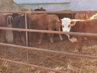 Bulle, Limousin-Kuh — Foto 5