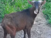 Goat, Irish goat — photo 1