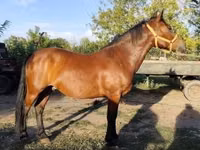 Caballo, Caballos — foto 3