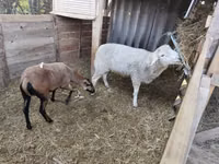 كبش, Cameroon sheep — الصورة 4