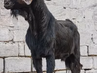 Ямааны ухна, Anatolian Black goats — 3 зураг