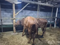 母牛, Cattle — 照片 2