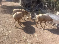 भेड़, Tian-Shan semifinewool sheep — फ़ोटो 2