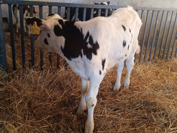 Bull, Russian Black pied cattle