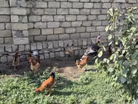 Chickens — photo 3