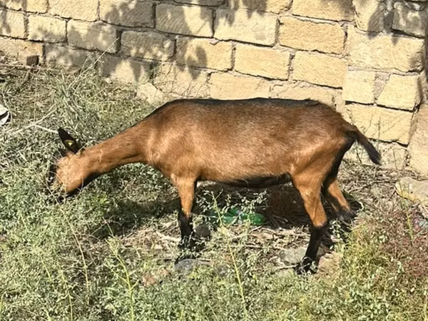 母山羊, Alpine goat