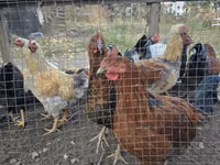 Chickens — Foto 1