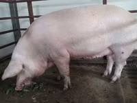 मादा सूअर, सूअर — फ़ोटो 2