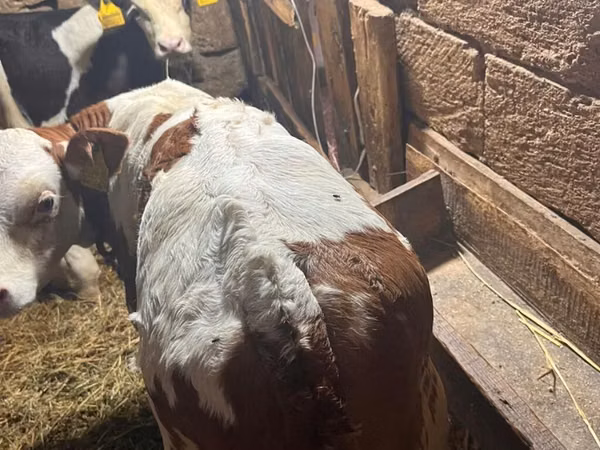 Bulle, Simmental cattle