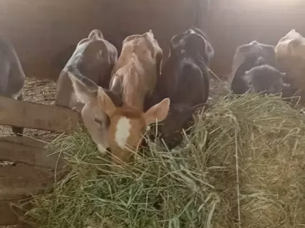 Бык, Коровы