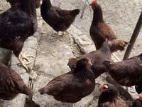 Rhode Island Red — photo 4
