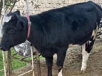 母牛, Cattle — 照片 1