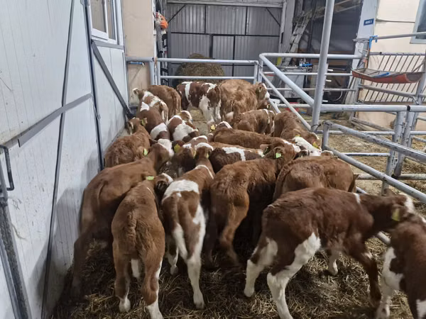Bovinos (lote, sexo no especificado), Simmental cattle