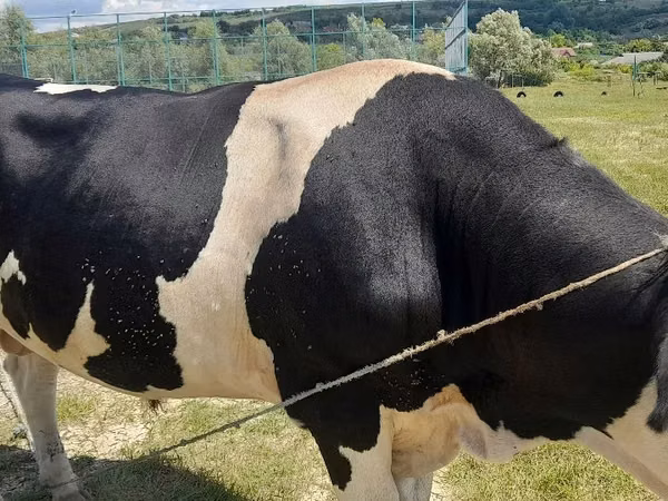 Бух, Russian Black pied cattle