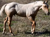 घोड़ा, Quarter Horse — फ़ोटो 1