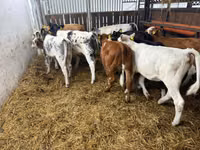 Bovinos (lote, sexo no especificado), Ganado vacuno — foto 1