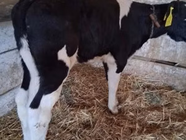 ثور, Russian Black pied cattle
