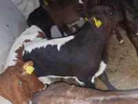Toro, Ganado vacuno — foto 1