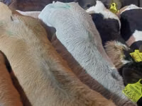 ثور, Simmental cattle — الصورة 4