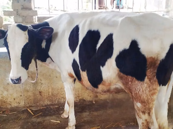Cow, Russian Black pied cattle