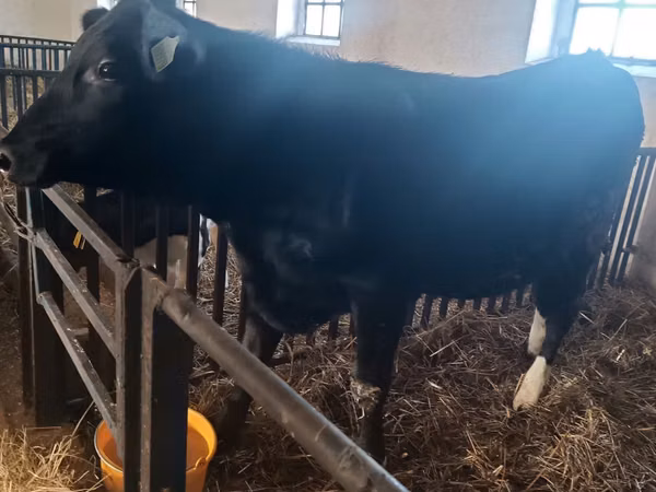 Cow, Aberdeen-Angus