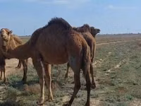 ऊँटनी, Nar-Maya camel — फ़ोटो 3