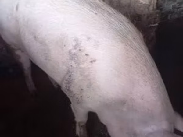 Schweine (Partie, Geschlecht nicht angegeben), 