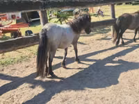 Азаргагүй морь, Shetland Pony — 3 зураг