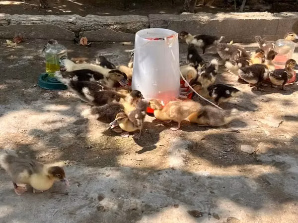 Ducks