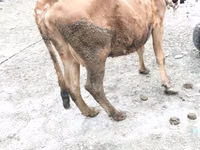 母牛, Cattle — 照片 2