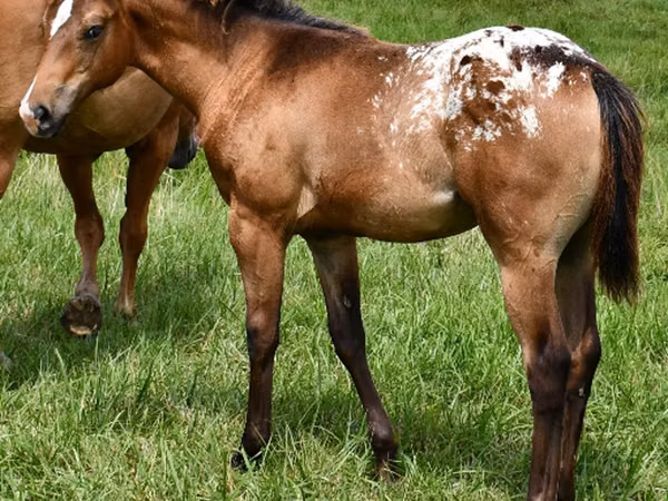 घोड़ी, Appaloosa