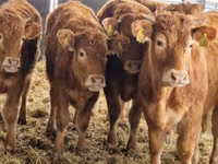 Cattle (batch, sex not specified), Simmental cattle — photo 1