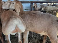 Carnero, Arashan sheep — foto 1