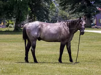 حصان, Quarter Horse — الصورة 4