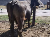 母牛, Russian Black pied cattle — 照片 6