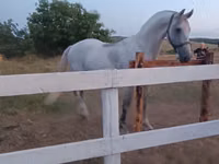 Mare, Orlov Trotter — photo 5
