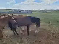 حصان, الخيول — الصورة 6
