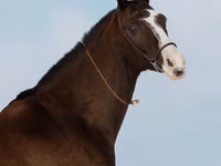 Азаргагүй морь, Akhal-Teke — 6 зураг