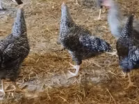 Slovenian Barred Hen — photo 5