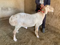 Ram, Arashan sheep — photo 3