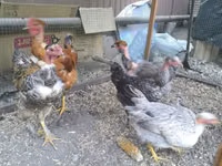 Chickens — फ़ोटो 5