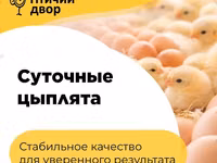 Chickens — 2 зураг